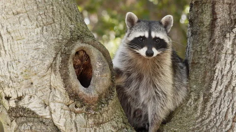 A Raccoon Resting A Tree Stock Footage 45872137
