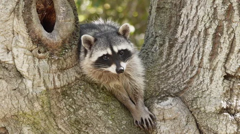 A Raccoon Resting A Tree Stock Footage 45872138