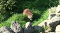 Raccoon at rocky ground HD Footage