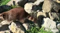 Raccoon running on rocky ground HD Footage