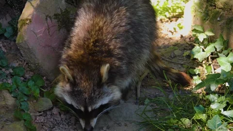 Raccoon scratching  Video stock 243385560