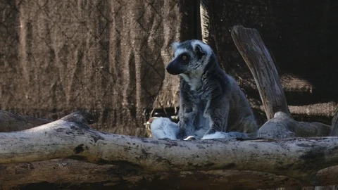 Raccoon siting on the tree, 스톡 동영상 92334405