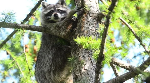Raccoon sitting high on a tree Stock Footage