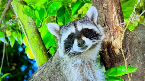 Raccoon sitting on a tree. Close-up side view. Macro photography Video stock 160955988
