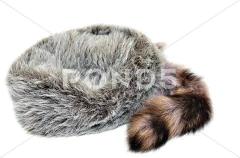 Raccoon skin cap Stock Photos