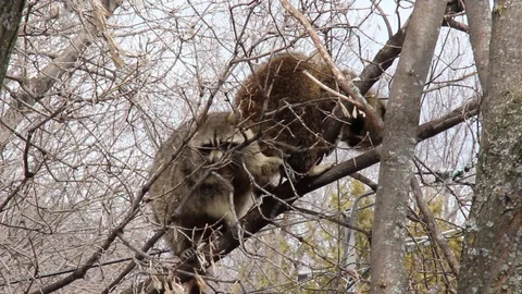 Raccoon with tiny hands grabbing branches of tree Stock Footage 88338767