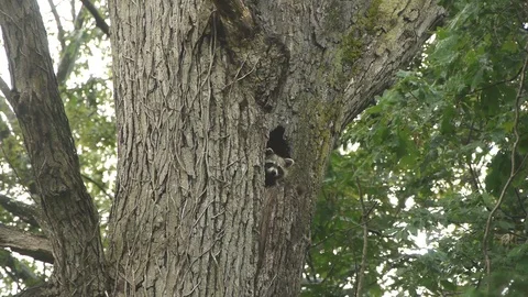 Raccoon in Tree Den Video stock 77442263