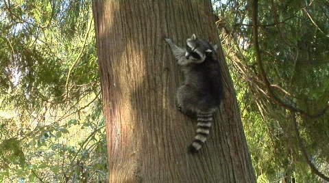 Raccoon Up A Tree Vidéo 489112