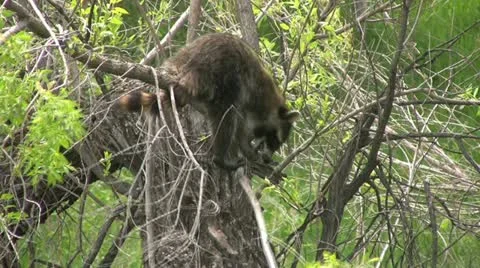 Raccoon in Tree Vídeos de archivo 12593896
