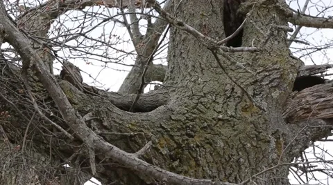 RACCOON IN TREE Stock Footage 41437272