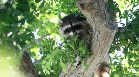 Raccoon in a tree Stock Footage 54939510