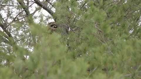 Raccoon in a Tree 스톡 동영상 79585014