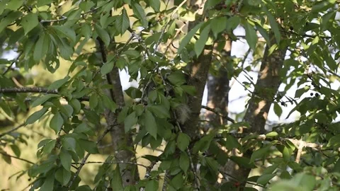 Raccoon Tree Stock Footage 286742152