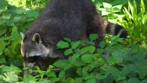 A raccoon walking Stock Footage 252103251