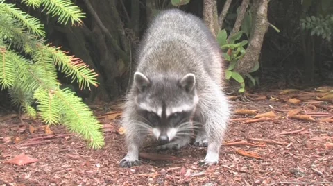 Raccoon Walking Looking for Food Stock Footage