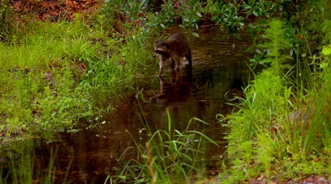 Raccoon Walking in a Stream Stock Footage 33827366
