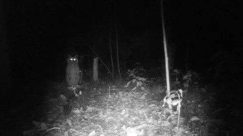 Raccoon walking toward camera night shot Stock Footage