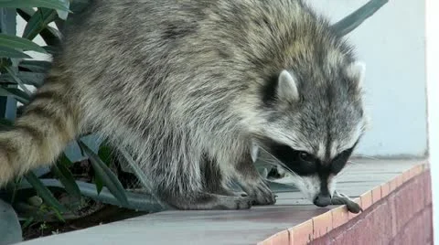 Raccoon on the wall 스톡 동영상 10810034