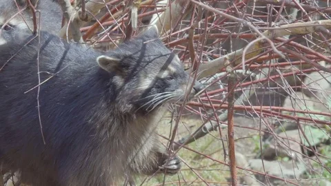 Raccoon. Wild North American raccoon looks at camera. raccoon (procyon lotor) Stock Footage