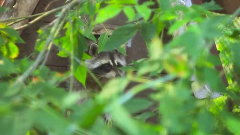 Raccoon in the zoo Stock Footage 77180587