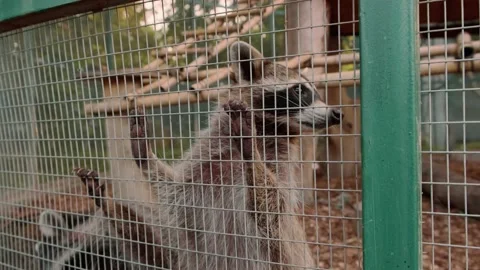 Raccoons in an aviary Stock Footage 160343871
