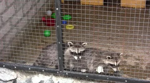 Raccoons Stock Footage 11335523
