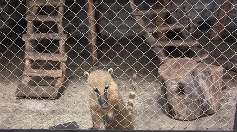 Raccoons Video stock 11335524