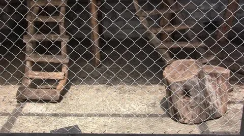 Raccoons Video stock 11335525