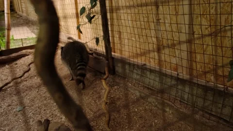 Raccoons Video stock 137654679