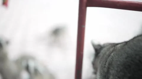 RACCOONS Vidéo 300053009