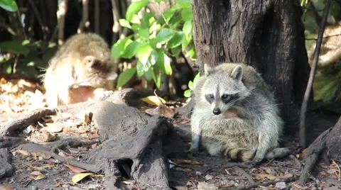 Raccoons in the Forest Video stock 49060085