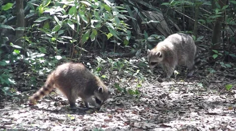Raccoons in a Forest Video stock 49969212