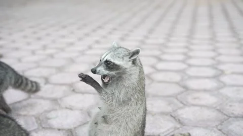 RACCOONS IN PARK Vidéo 300052959