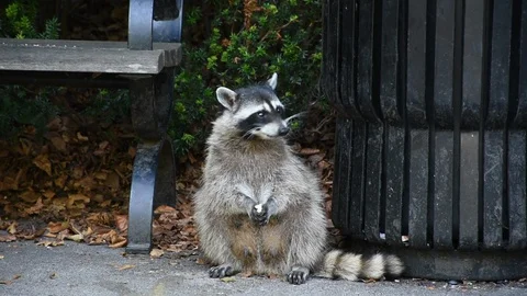 Raccoons (Procyon lotor) eating garbage or trash in a can invading the city Stock Footage