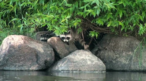 Raccoons on River Vidéo 303906