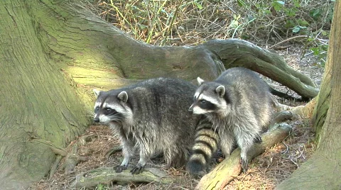 Raccoons Surprised By Squirrel Stock Footage 488471