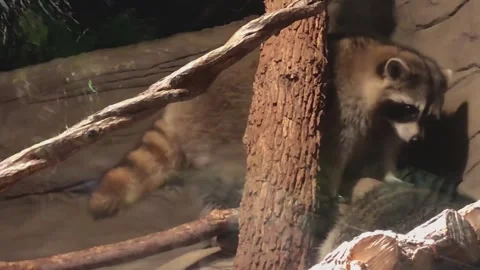 Raccoons in a Tank Stock Footage 244964563