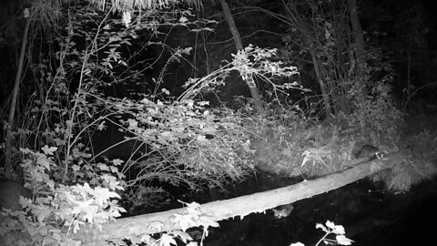 Raccoons using a log crossing at night Video stock 258463997