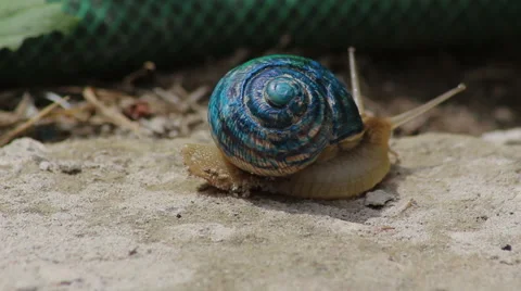 Race of color snails Stock Footage 51562042