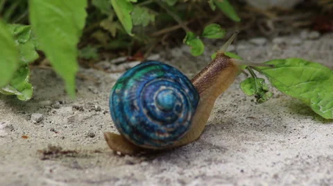 Race of color snails Video stock 51562555