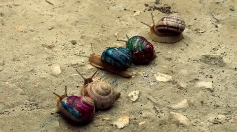Race of color snails Video stock 51566676