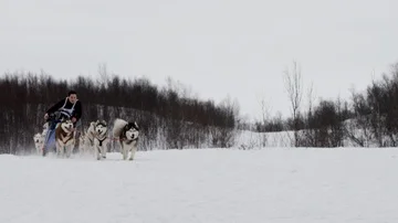 Race on dog sledding. Vídeo Stock 85739054