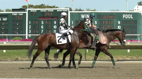 Race Horse Brought To Starting Gate Pos Stock Video Pond5