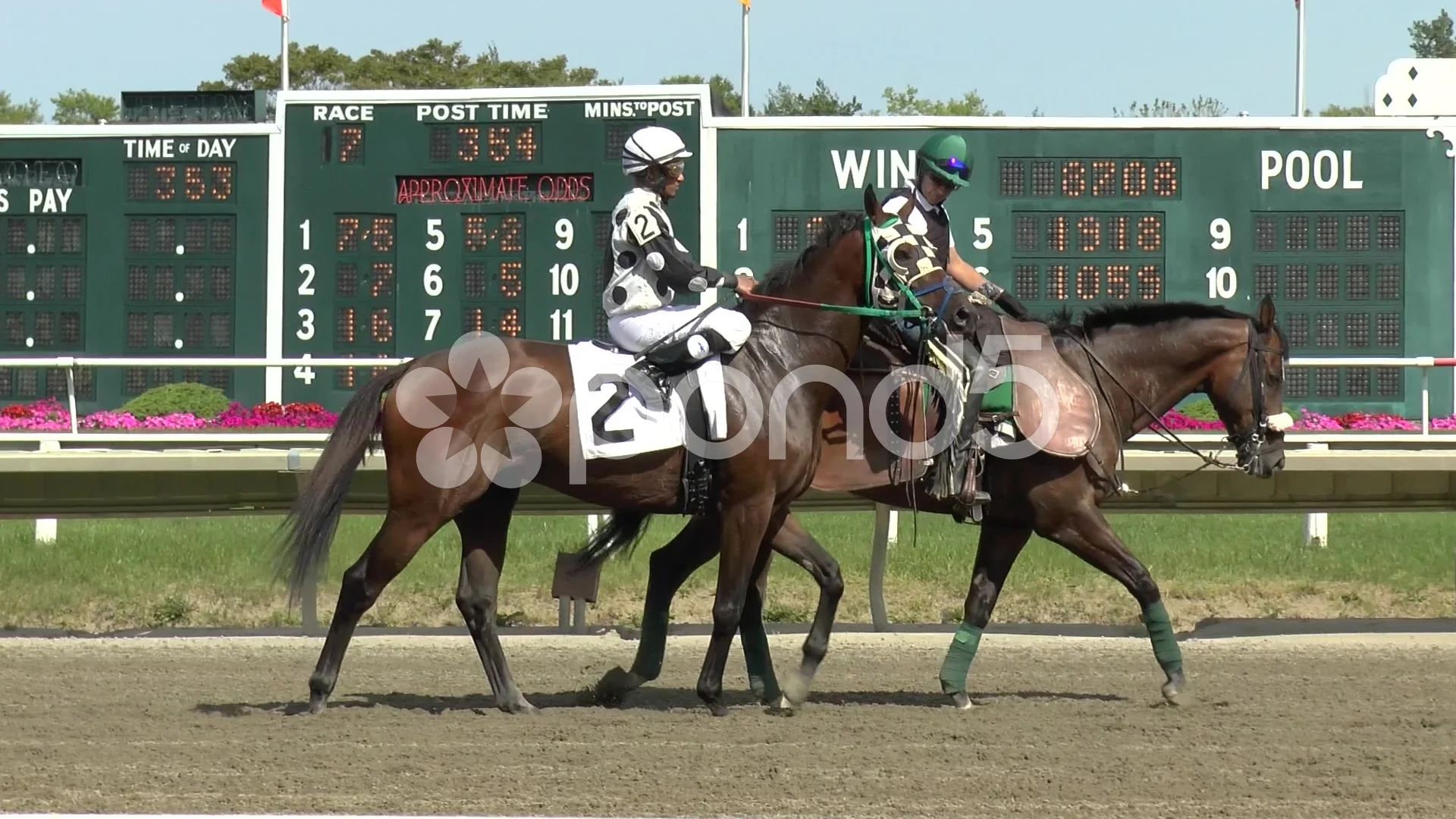 Race Horse Brought To Starting Gate Pos Stock Video Pond5