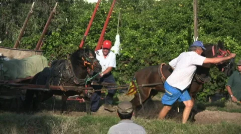 Race of horses throwing weight  库存影片 525816