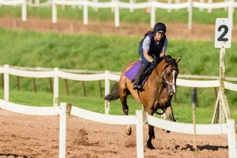 Race Horses Training Stock Photos