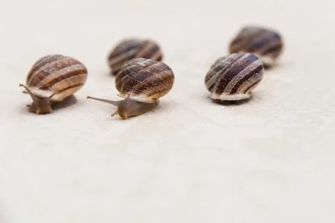 Race of large grape snails with brown shells on a white textured surface Stock Photos