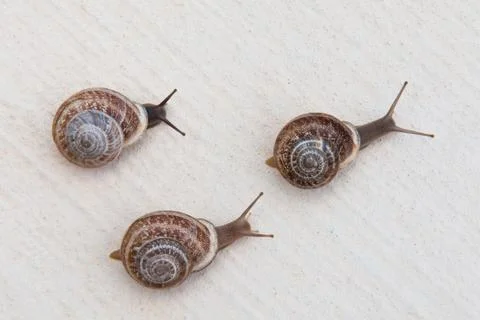 Race of large grape snails with brown shells on a white textured surface Stock Photos