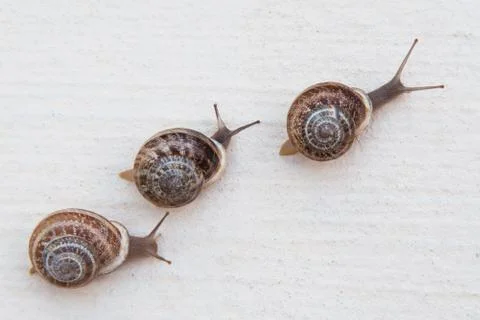 Race of large grape snails with brown shells on a white textured surface Foto stock