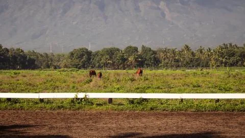 Racecourse field Stock Photos
